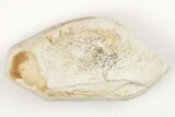 Miocene Pea Crab (Pinnixa) Fossil - California #204893-1